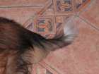 db_enthaarte_collierute1 db_enthaarte_collierute1