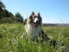 db_halti_musste_mal_sein1 db_halti_musste_mal_sein1