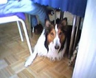 db_joeyuntermtisch13 db_joeyuntermtisch13
